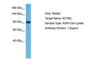 ACTN3 antibody