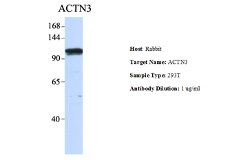 ACTN3 antibody