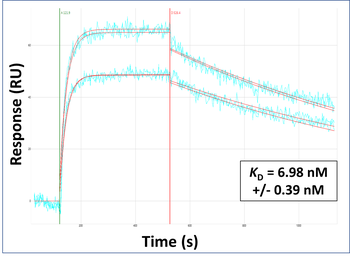 BDNF antibody