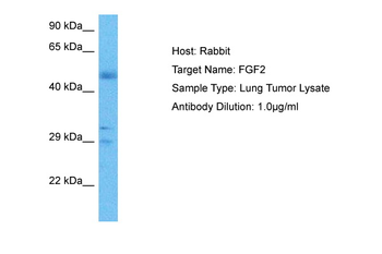 FGF2 antibody