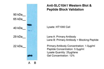 SLC10A1 antibody