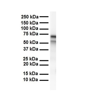 CES2 antibody