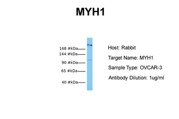 MYH1 antibody