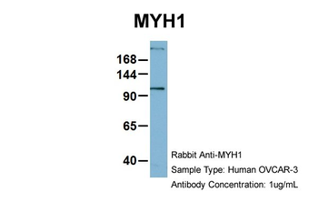 MYH1 antibody