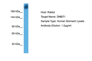 DMBT1 antibody