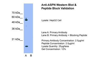ASPN antibody