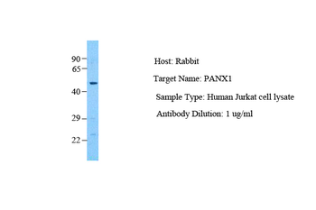PANX1 antibody