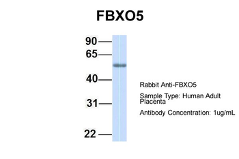 FBXO5 antibody