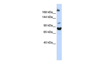 FBXO11 antibody