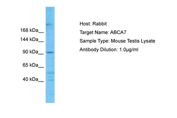 Abca7 antibody
