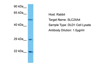 SLC25A4 antibody