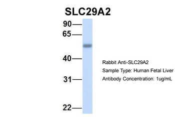 SLC29A2 antibody