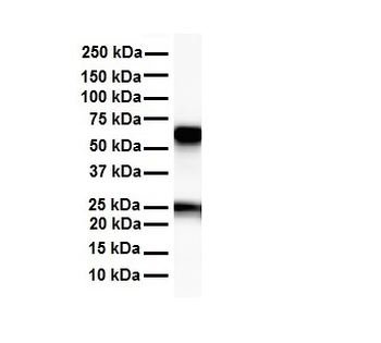 SLC33A1 antibody