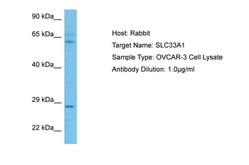SLC33A1 antibody