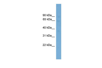 SLC40A1 antibody