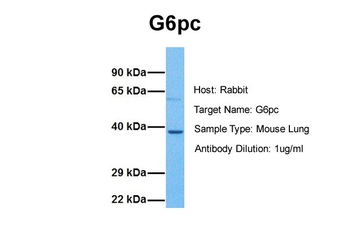 G6pc antibody