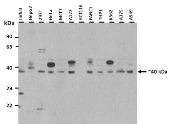 G6PC antibody