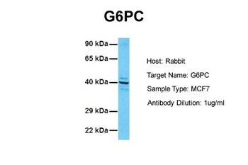 G6PC antibody