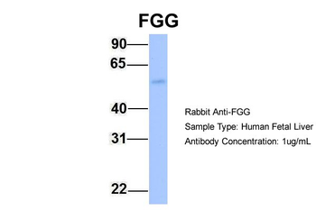 FGG antibody