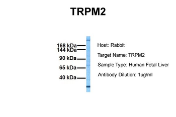 TRPM2 antibody