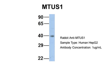 MTUS1 antibody