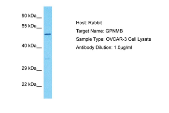 GPNMB antibody