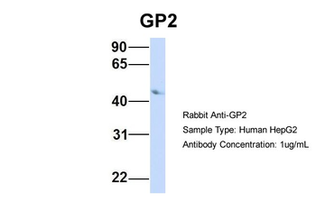 GP2 antibody