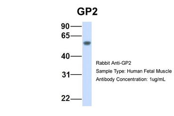 GP2 antibody