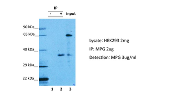 MPG Rabbit Polyclonal Antibody