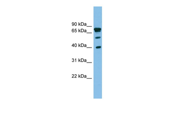 LETMD1 antibody