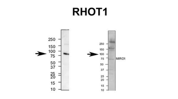 RHOT1 antibody