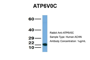 ATP6V0C antibody