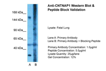CNTNAP1 antibody