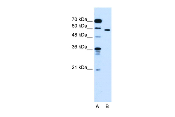 OSBPL9 antibody