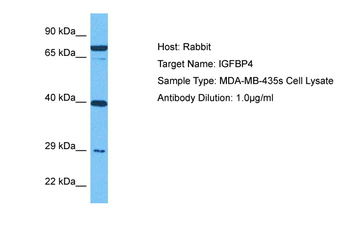 IGFBP4 antibody