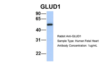 GLUD1 antibody