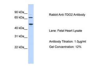 TDO2 antibody