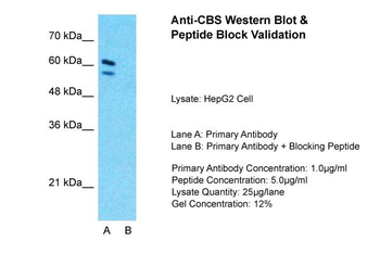 CBS antibody