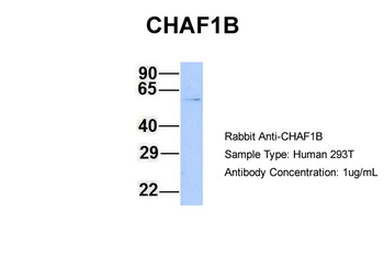 CHAF1B antibody