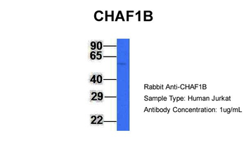 CHAF1B antibody
