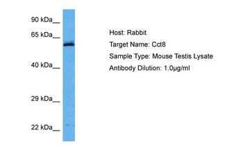 CCT8 antibody