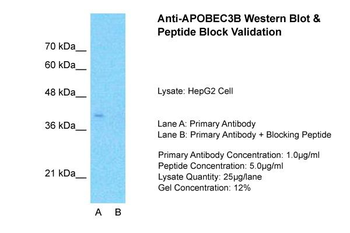 APOBEC3B antibody