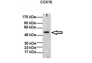 COX15 antibody