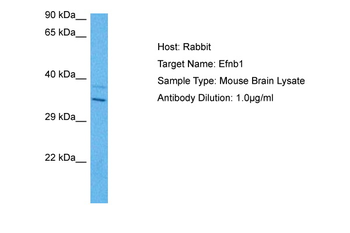 EFNB1 antibody