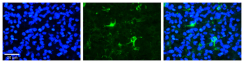 FBXW7 antibody