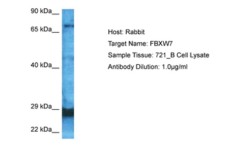 FBXW7 antibody