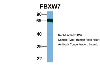 FBXW7 antibody