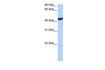 KRT23 antibody