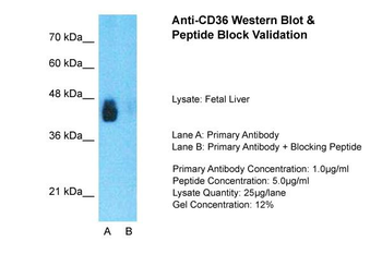 CD36 antibody