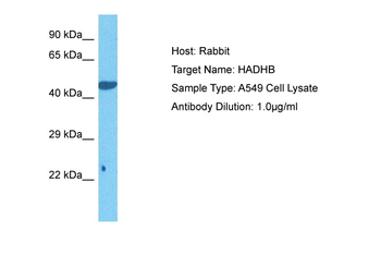 HADHB antibody